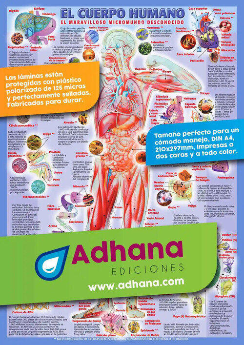 CUERPO HUMANO, EL