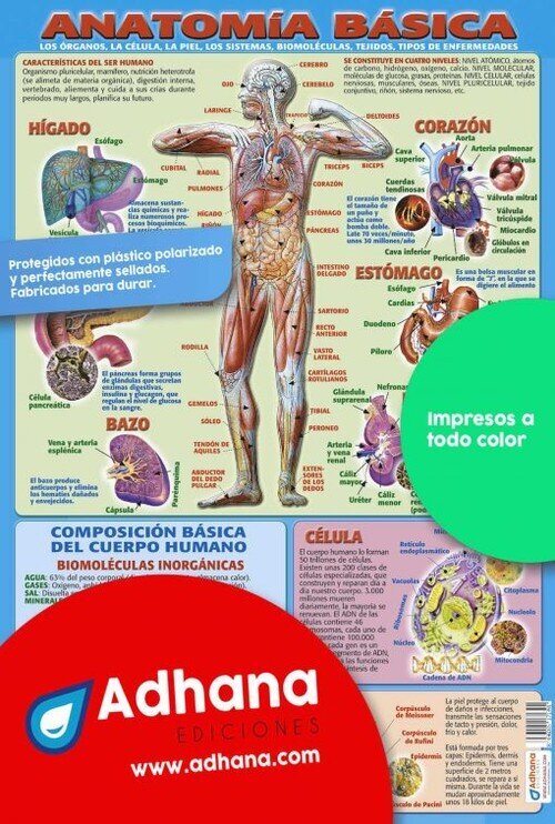 ANATOMIA BASICA