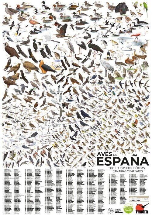 AVES DE ESPA�A (POSTER)