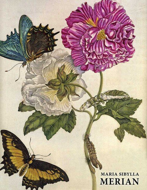 MARIA SIBLYLLA MERIAN ING