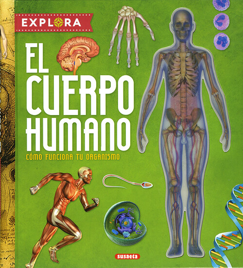 CUERPO HUMANO, EL