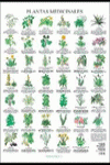 PLANTAS MEDICINALES LAMINAS