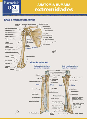 ANATOMIA HUMANA