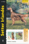 SETTER IRLANDES