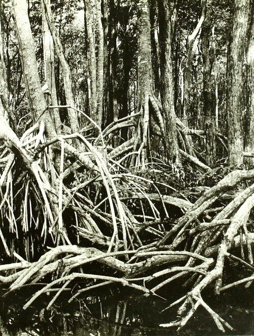 QUILOMBO, FOTOGRAFIES DE L?AM�RICA NEGRA