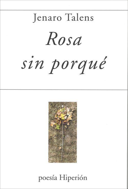 ROSA SIN PORQUE