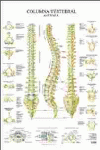 COLUMNA VERTEBRAL LAMINA