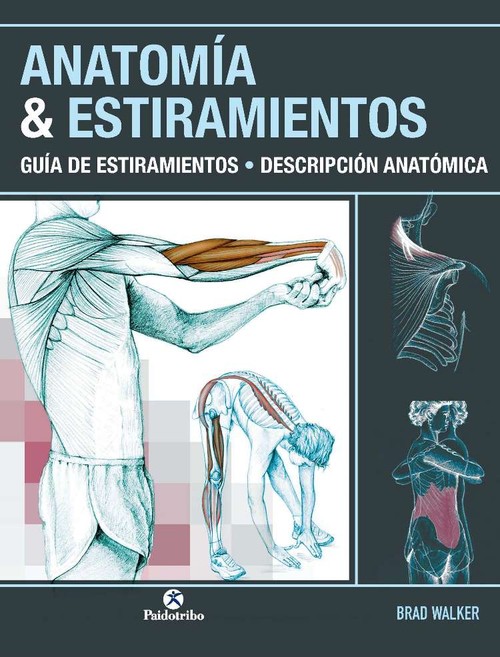 ANATOMIA & ESTIRAMIENTOS